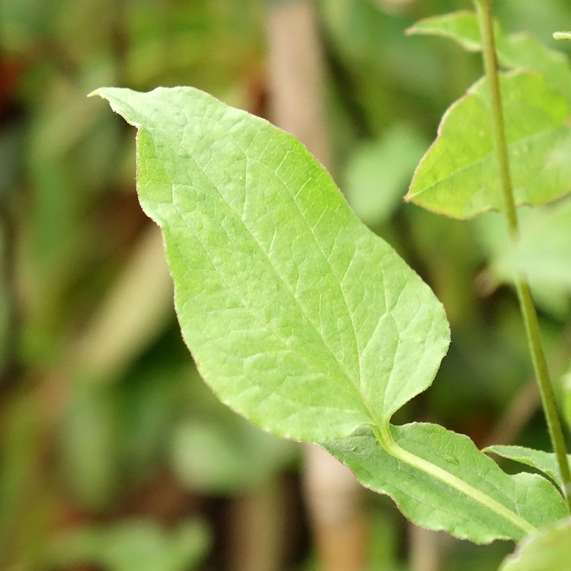 Clematis viticella Astra nova (Foliage)