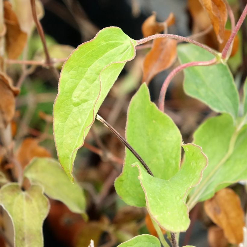 Clematis  Carnaby (Foliage)