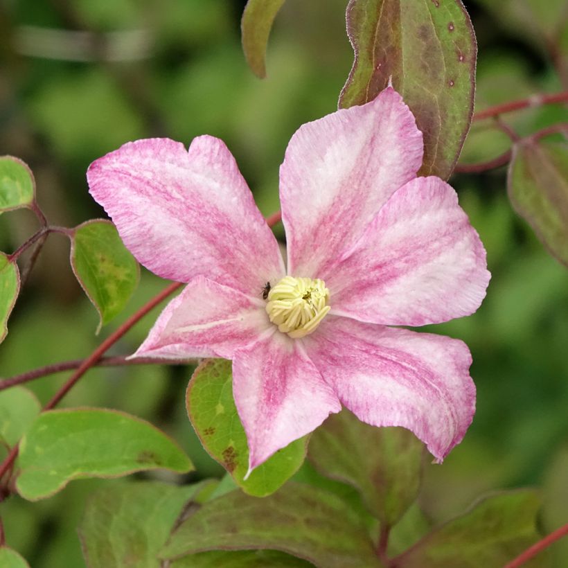 Clematis patens Caroline - Early Large-flowered Clematis (Flowering)