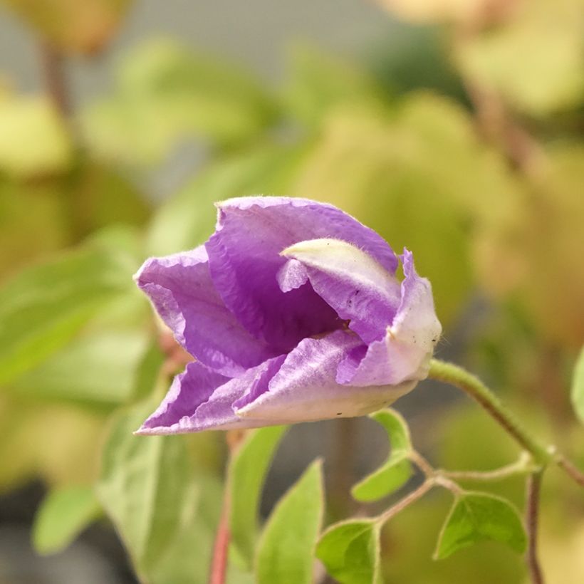 Clematis Cezanne (Flowering)