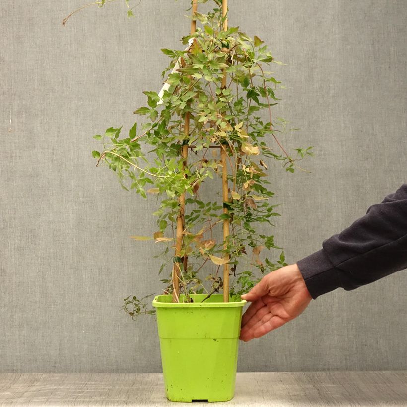 Clematis cirrhosa Winter Parasol 2L/3L pot sample as delivered in summer