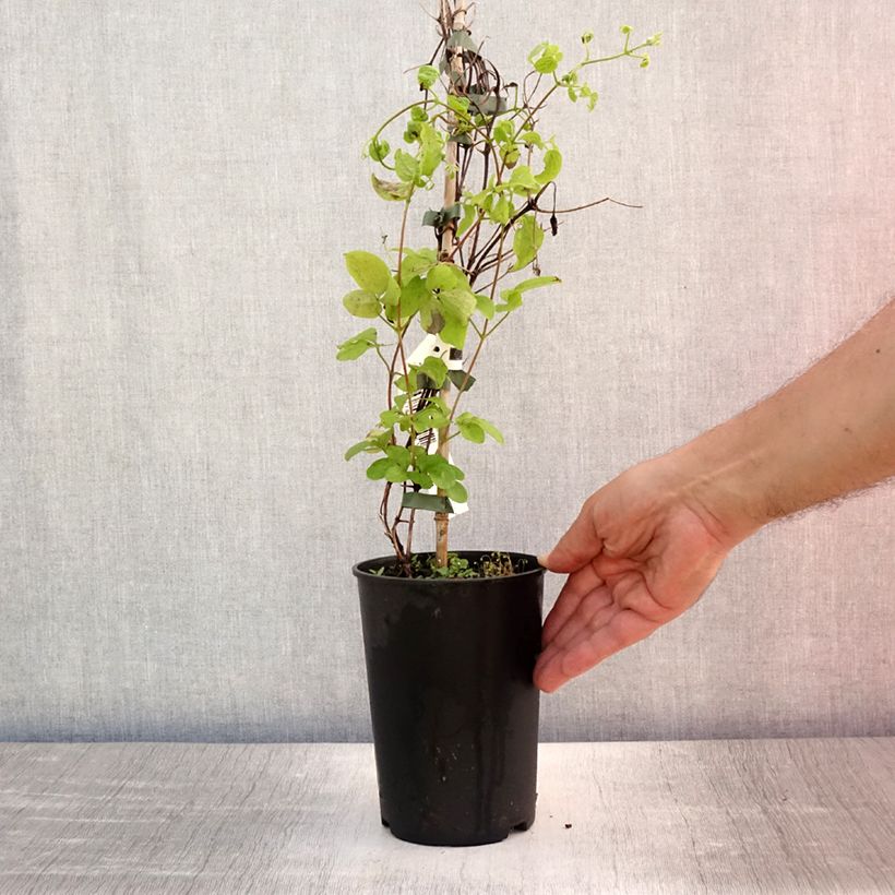 Clematis  Destiny 1.5L/2L pot sample as delivered in summer