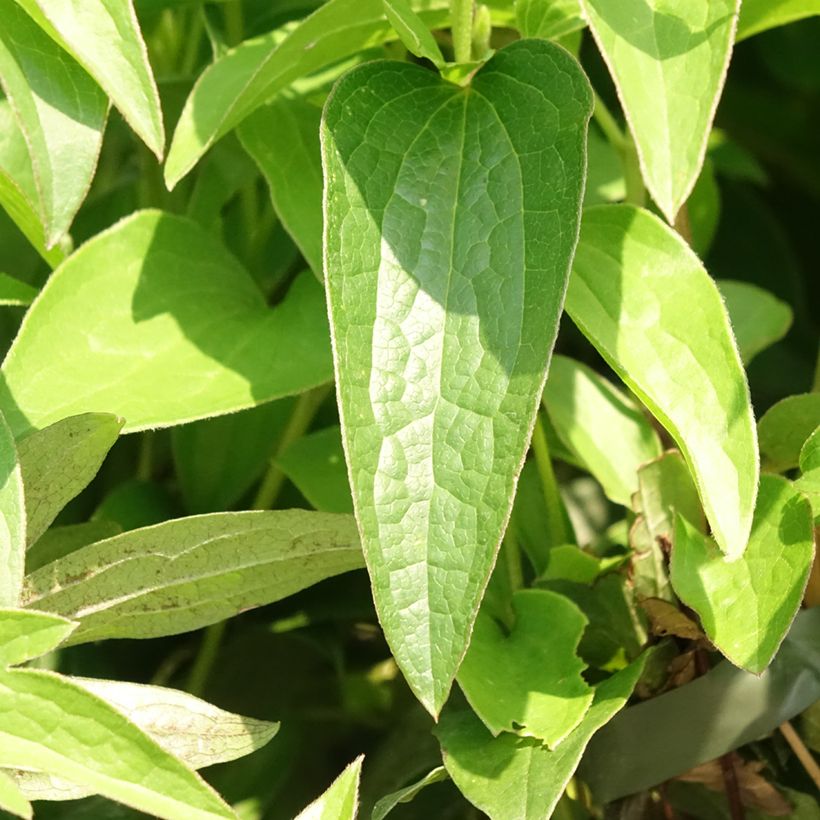 Clematis East River (Foliage)