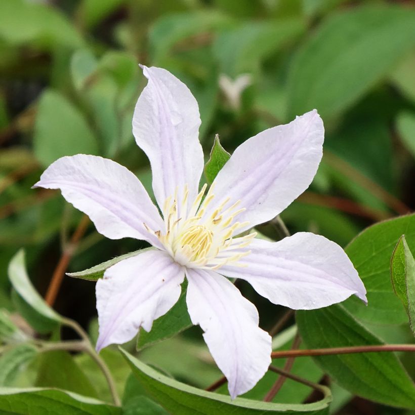 Clematis diversifolia River Star (Flowering)