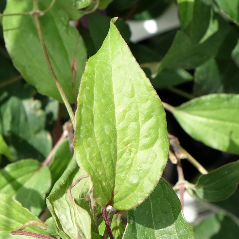 Clematis diversifolia Stella Bella (Foliage)