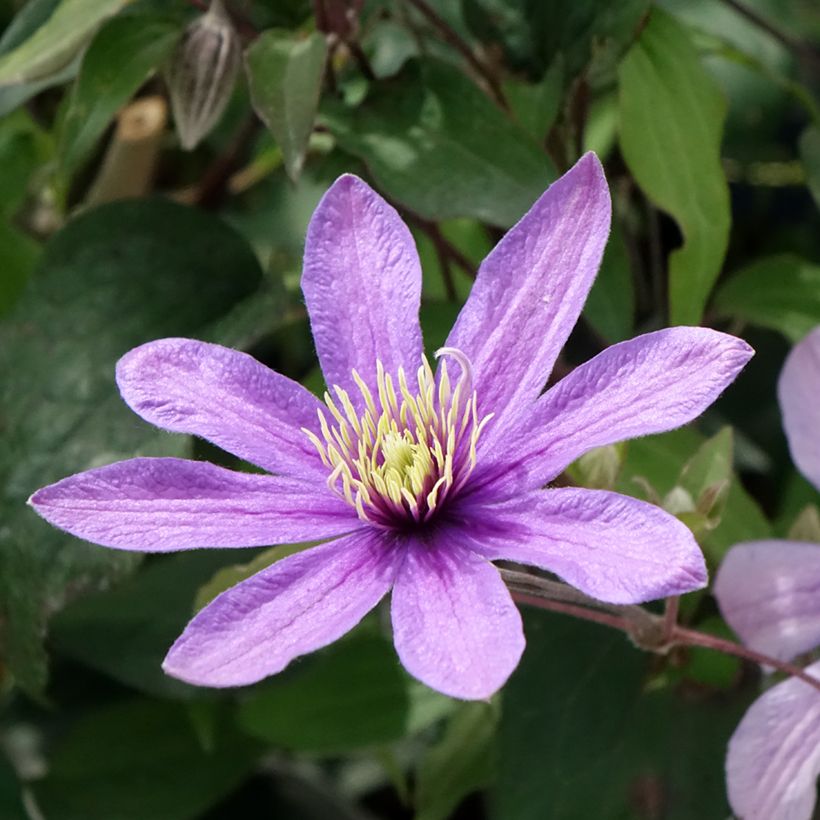 Clematis diversifolia Stella Bella (Flowering)