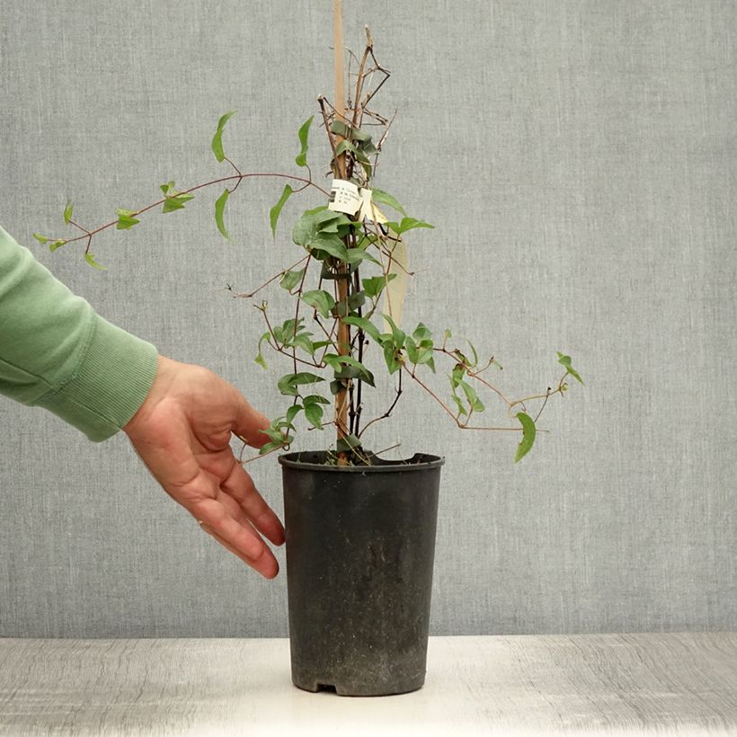 Clematis x diversifolia White Arabella (Zo14089) 2L/3L pot sample as delivered in summer