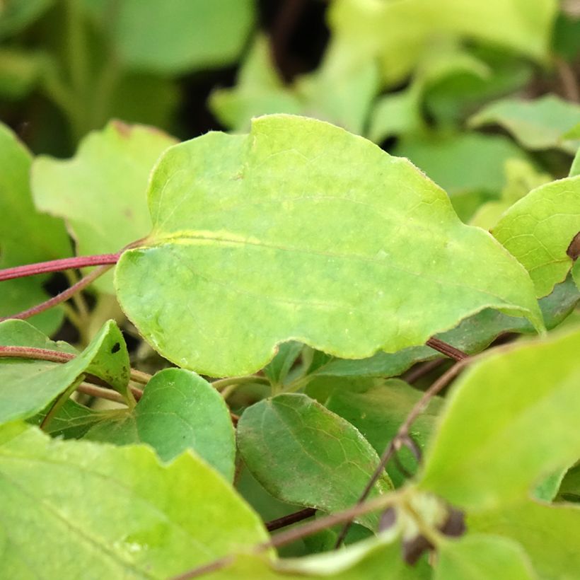 Clematis patens Doctor Ruppel (Foliage)