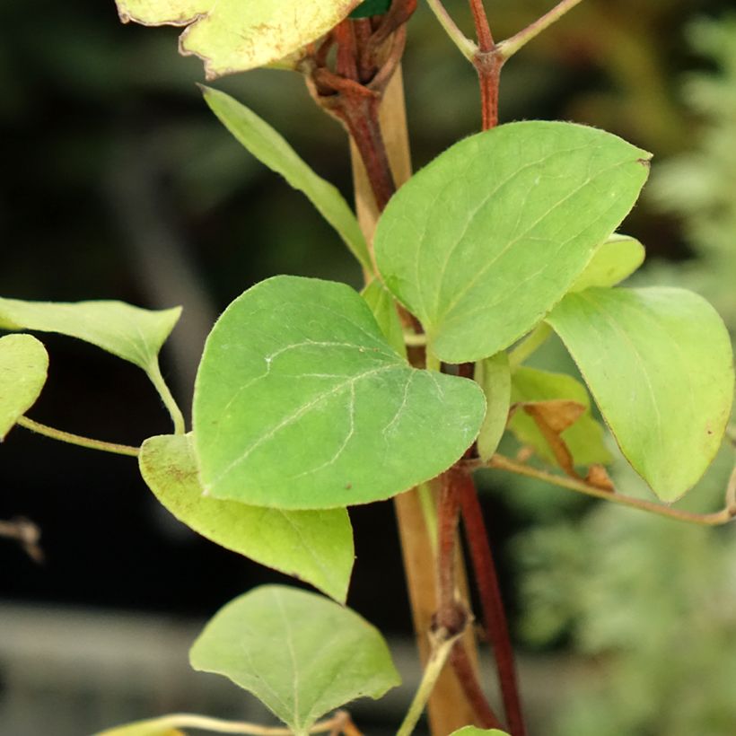 Clematis Dorothy Walton (Foliage)