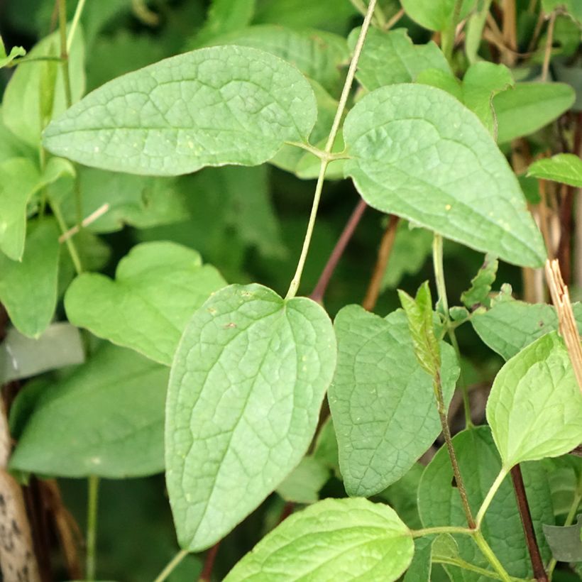 Clematis integrifolia x viticella Eriostemon (Foliage)