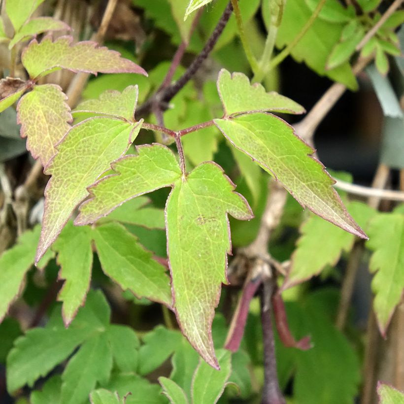 Clematis atragene Eximia (Foliage)