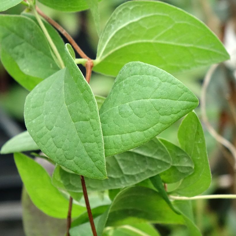 Clematis diversifolia Fascination (Foliage)