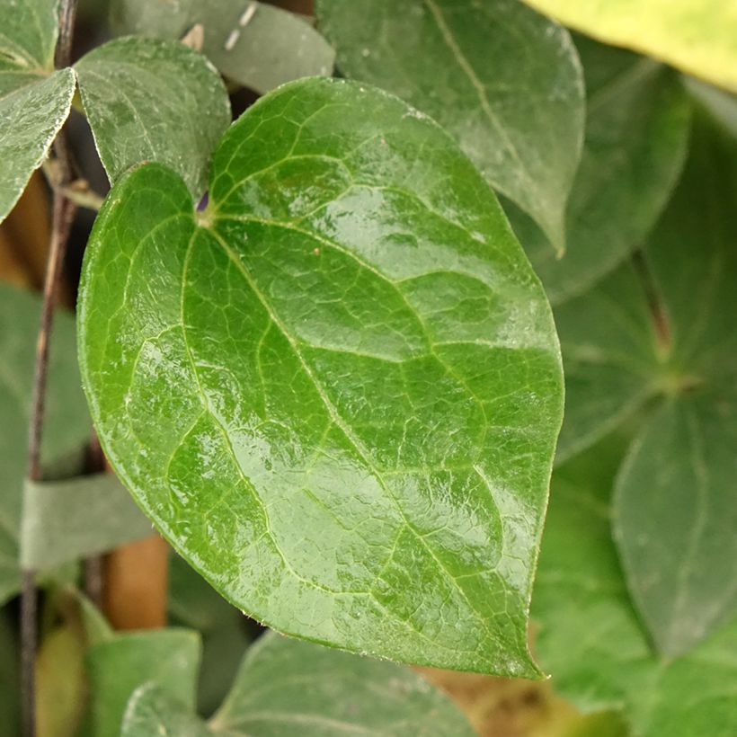 Clematis patens Fujimusume (Foliage)