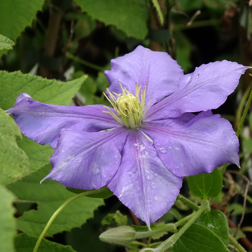 Clematis patens General Sikorski (Flowering)