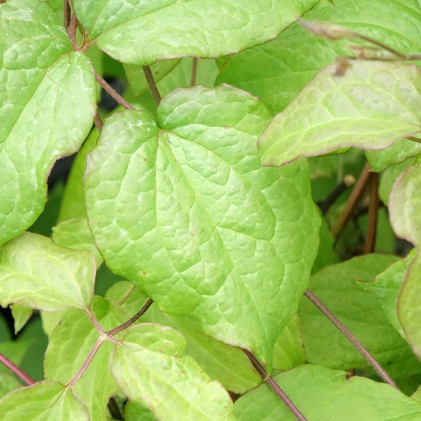 Clematis Gipsy Queen (Foliage)