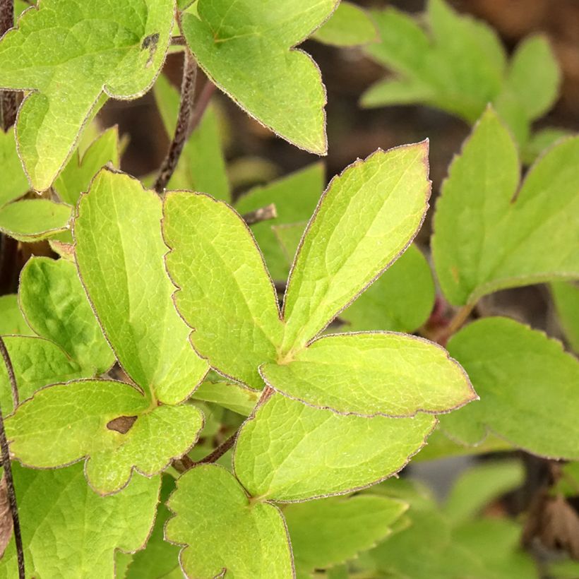 Clematis atragene I am Red Robin (Foliage)