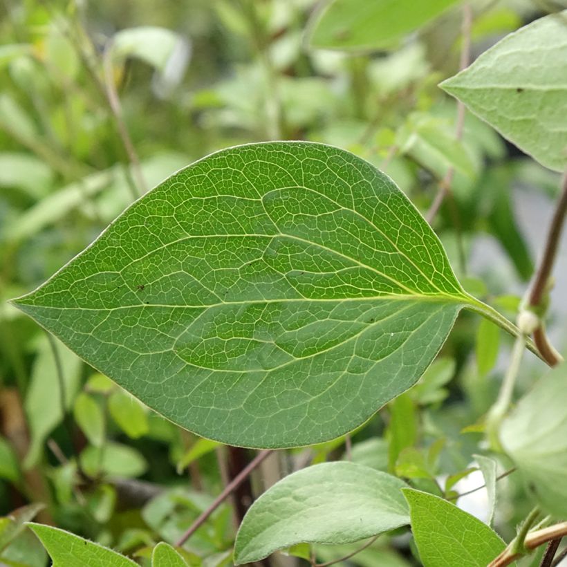 Clematis integrifolia Blue River (Foliage)