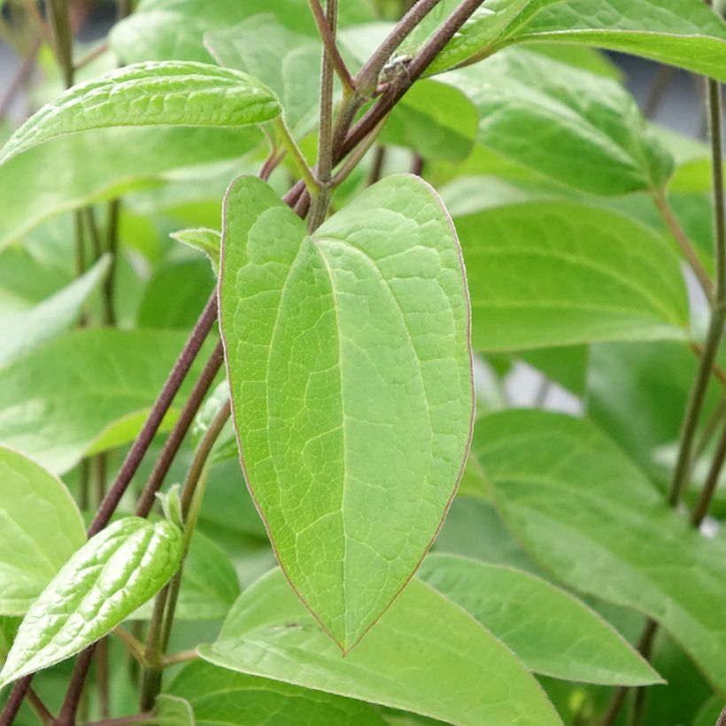Clematis x durandii (Foliage)