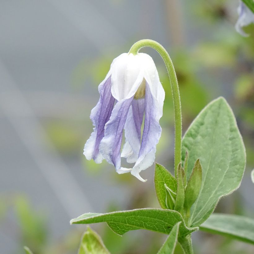 Clematis integrifolia Hakuree (Flowering)