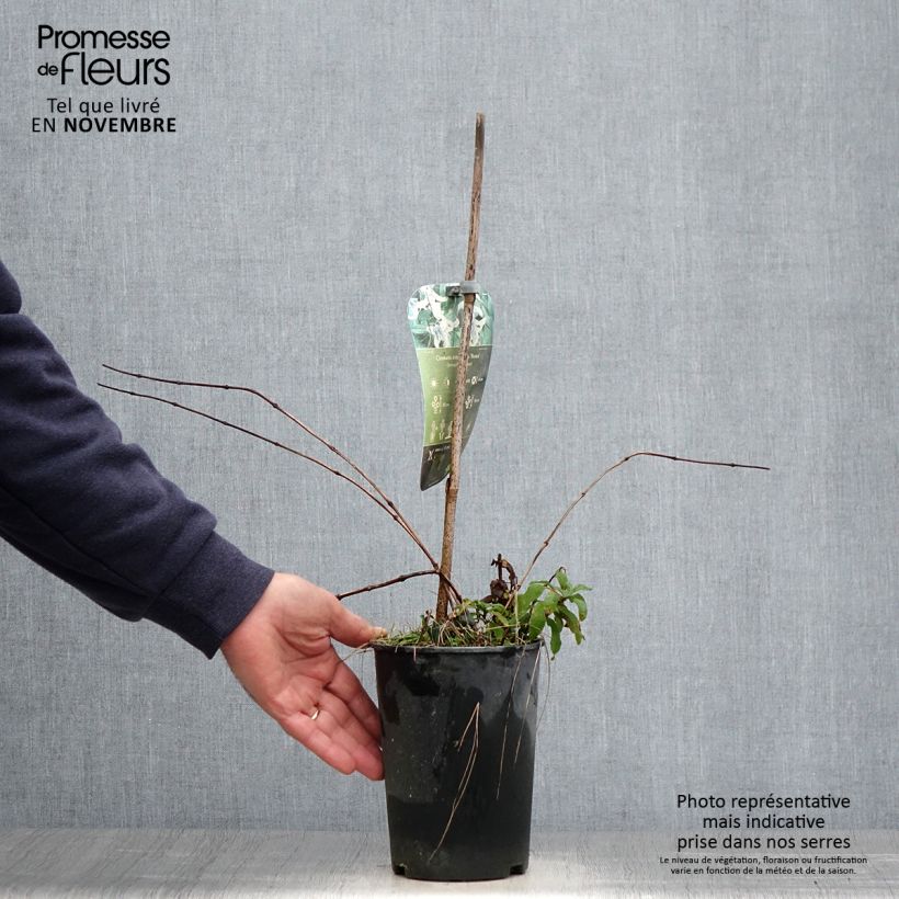 Clematis integrifolia Rosea 2L/3L pot sample as delivered in autumn