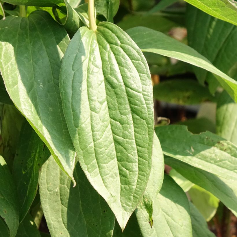 Clematis integrifolia Rosea (Foliage)