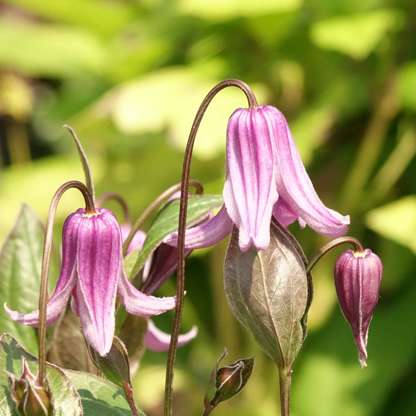 Clematis integrifolia Rosea (Flowering)