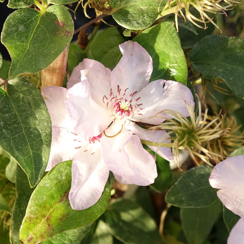 Clematis x jackmanii Ivan Olsson (Flowering)