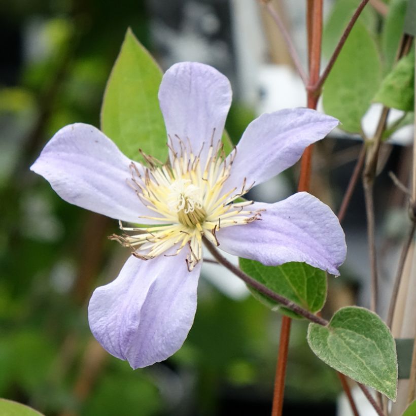 Clematis Juuli (Flowering)