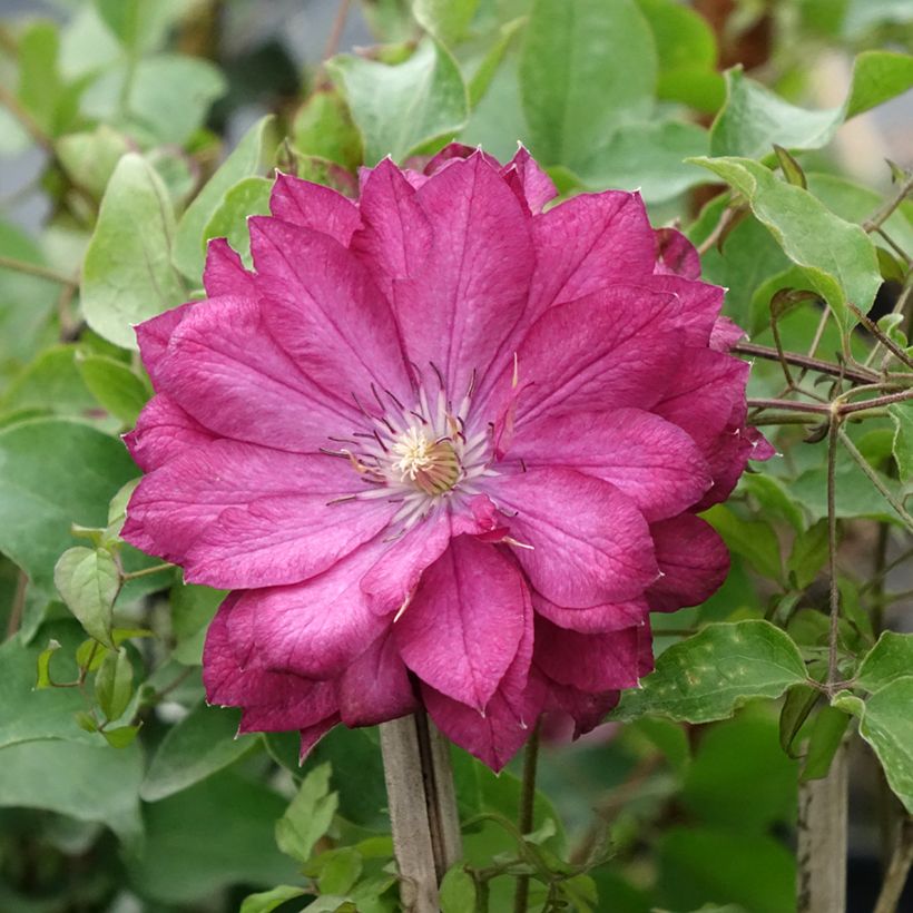 Clematis patens Kaen (Flowering)