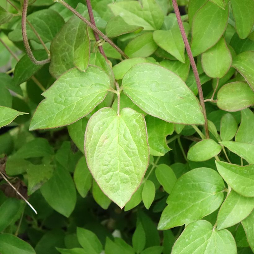 Clematis patens Kiri Te Kanawa (Foliage)