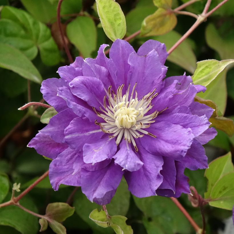 Clematis patens Kiri Te Kanawa (Flowering)