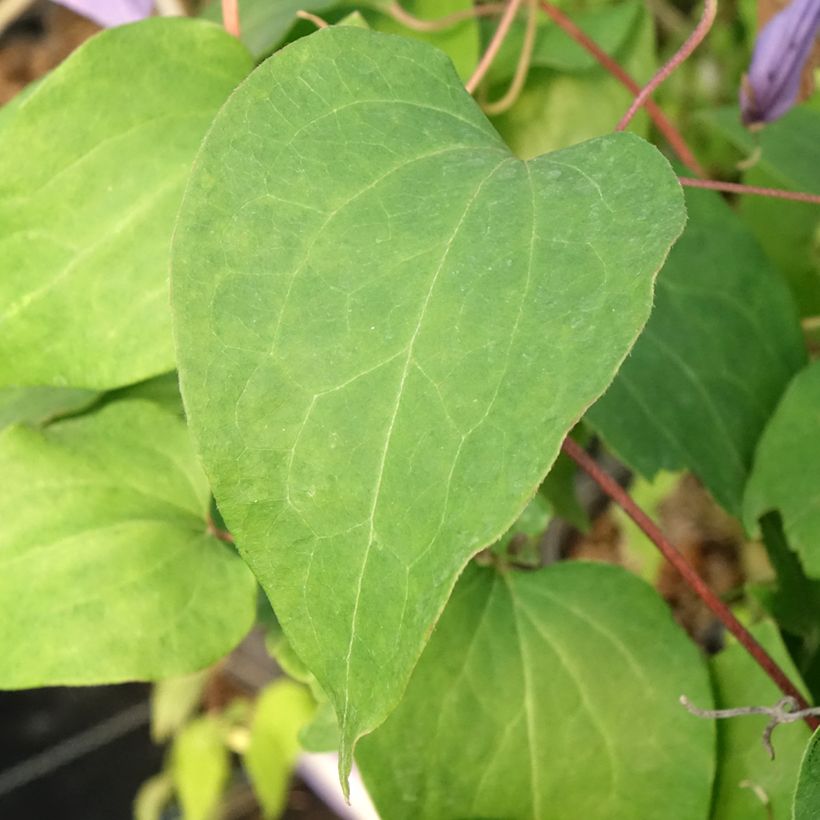 Clematis lanuginosa Lawsoniana (Foliage)