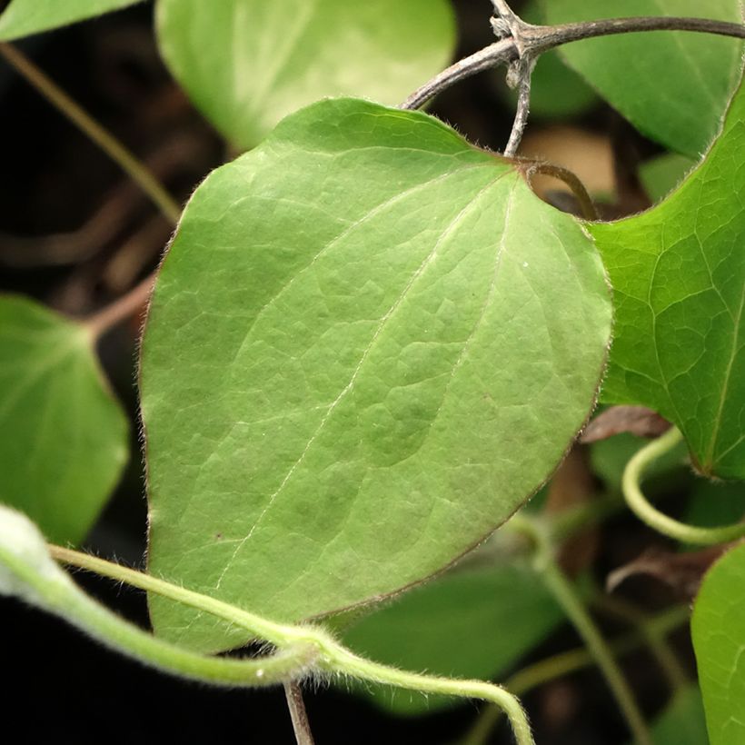 Clematis lanuginosa Lawsoniana (Foliage)