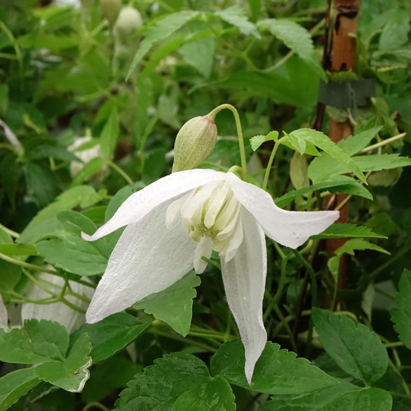 Clematis Broughton Bride (Flowering)