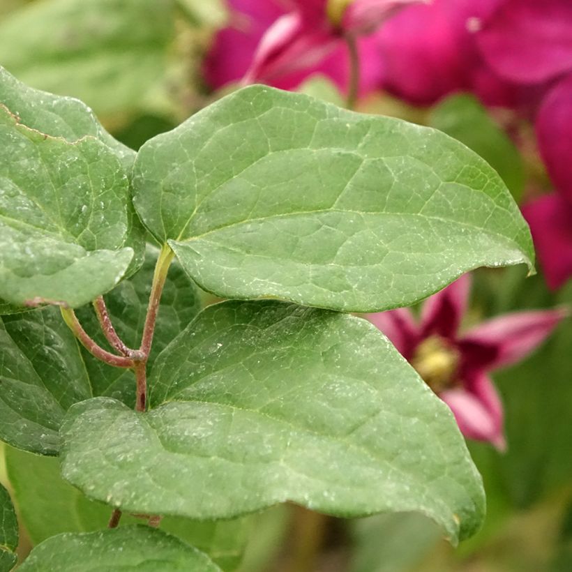 Clematis jackmanii Madame Edouard André (Foliage)