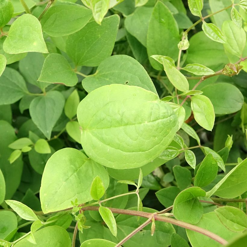 Clematis mandshurica (Foliage)