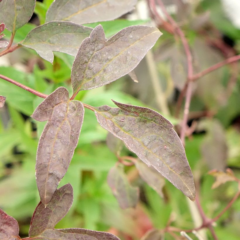 Clematis Elizabeth (Foliage)