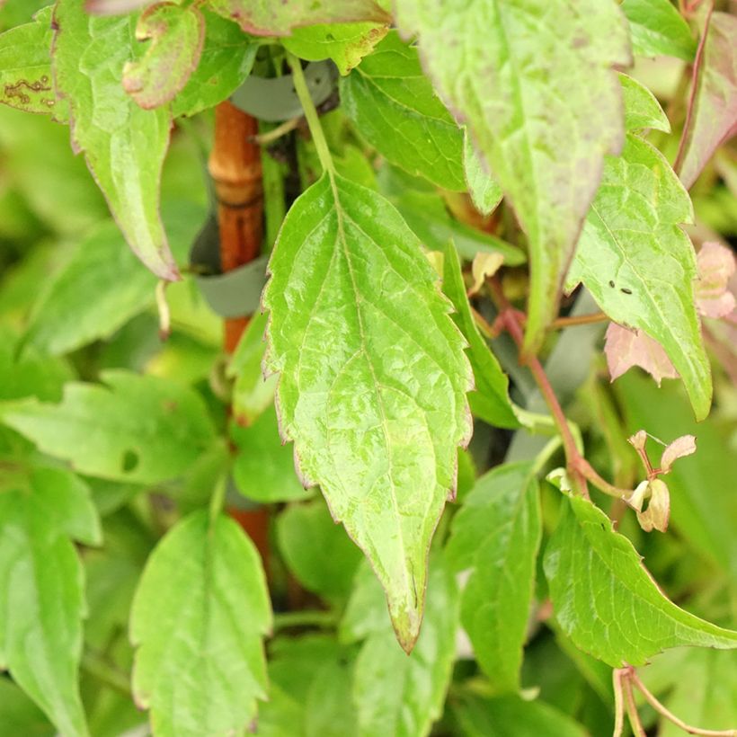 Clematis montana Jenny Keay (Foliage)