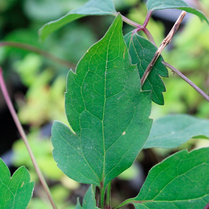 Clematis montana Rubens (Foliage)