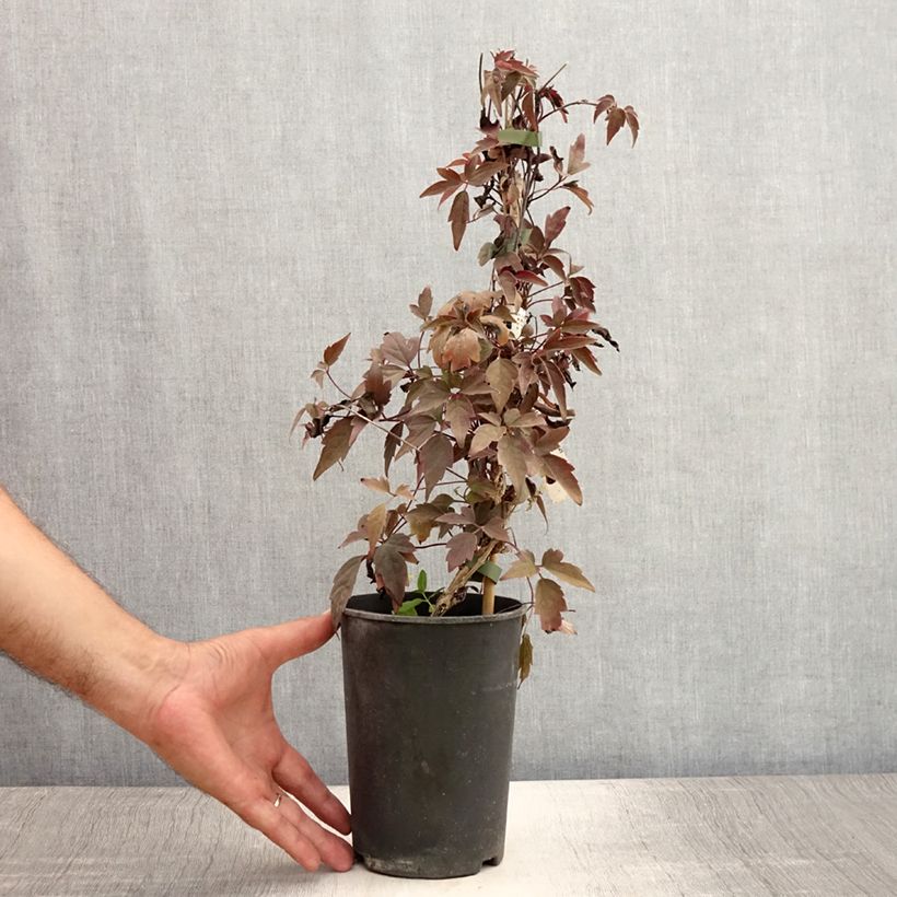 Clematis montana Rubens 1.5L/2L pot sample as delivered in summer