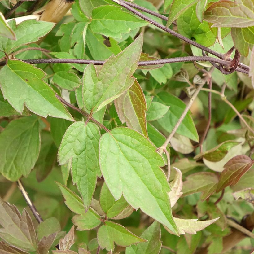 Clematis montana Spooneri (Foliage)