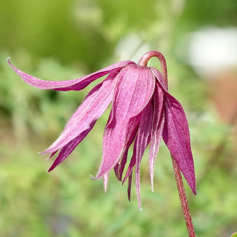 Clematis Octopus (Flowering)