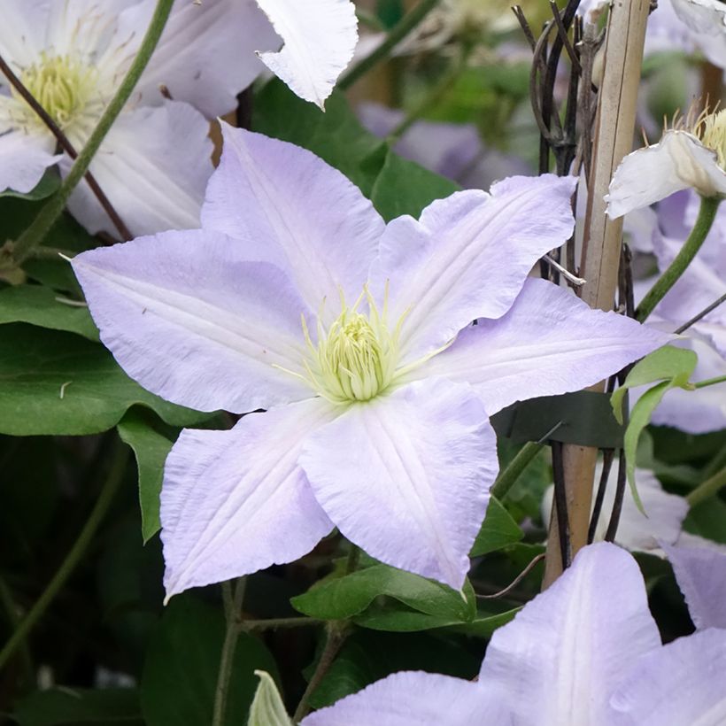 Clematis Spotlight (Flowering)