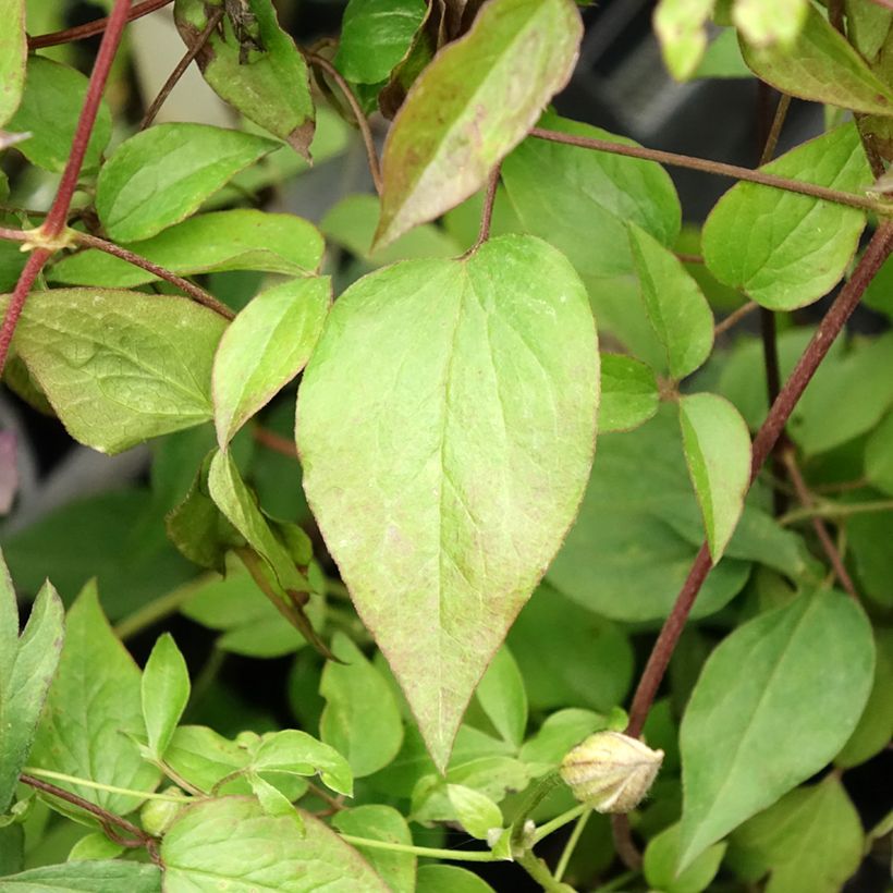 Clematis x viticella Pernille  (Foliage)