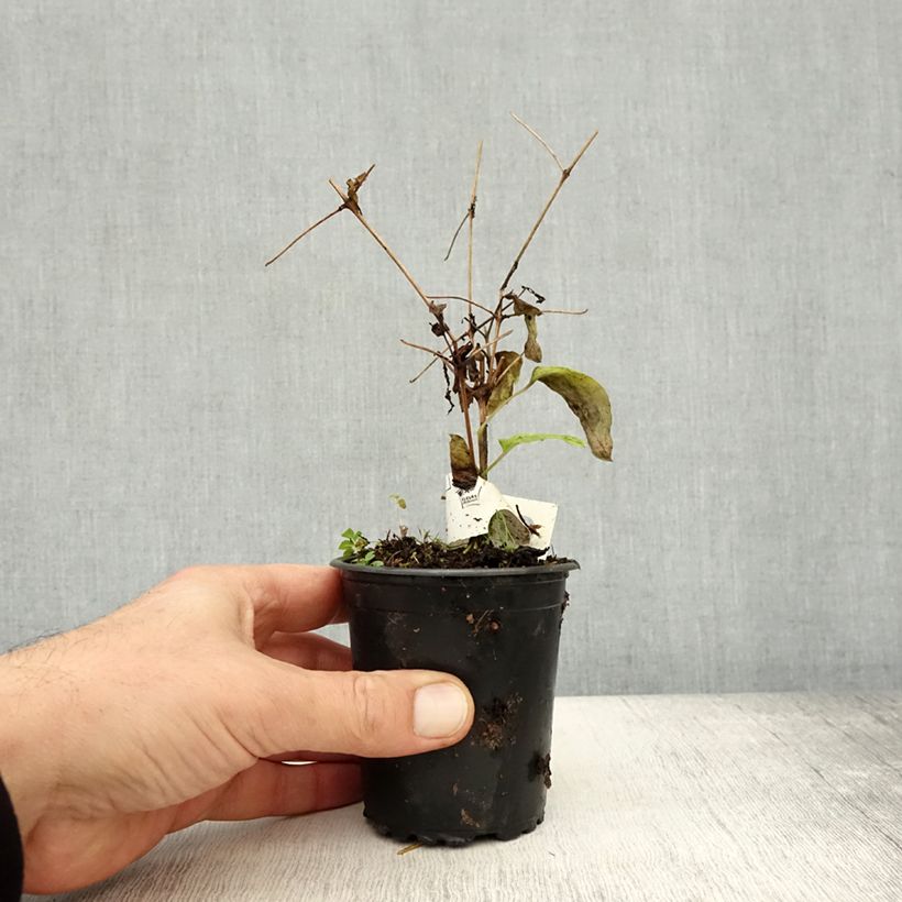 Clematis Rasputin 8/9 cm pot sample as delivered in autumn