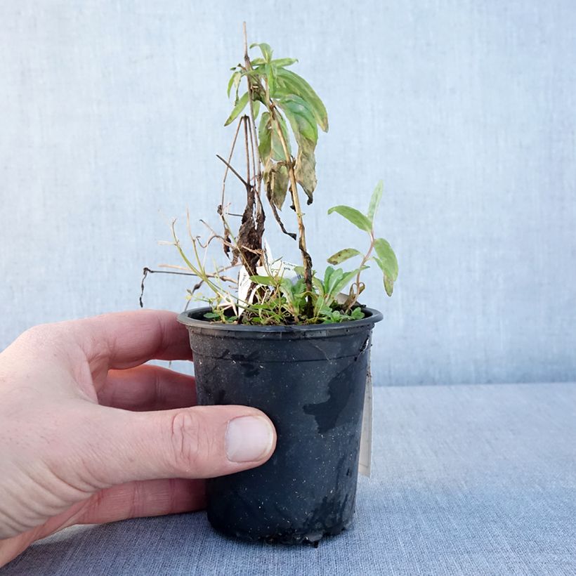 Clematis Rasputin 8/9 cm potShipped height around 5/+cm sample as delivered in winter