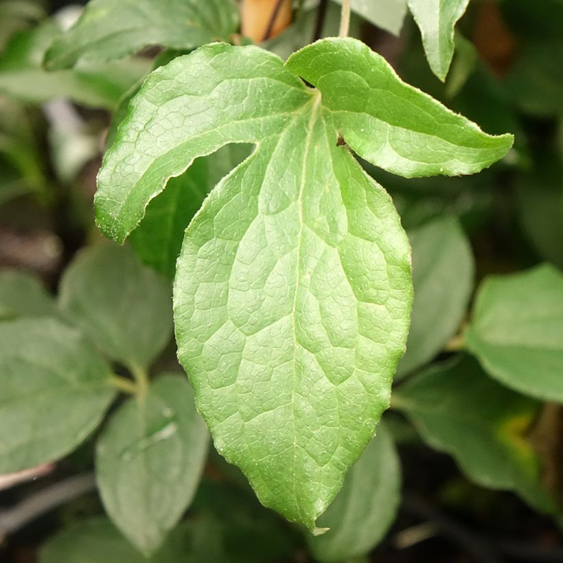 Clematis Rosamunde (Foliage)