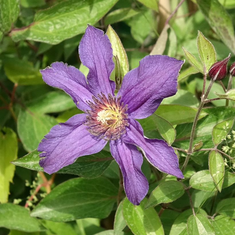 Clematis diversifolia Saphyra (Flowering)