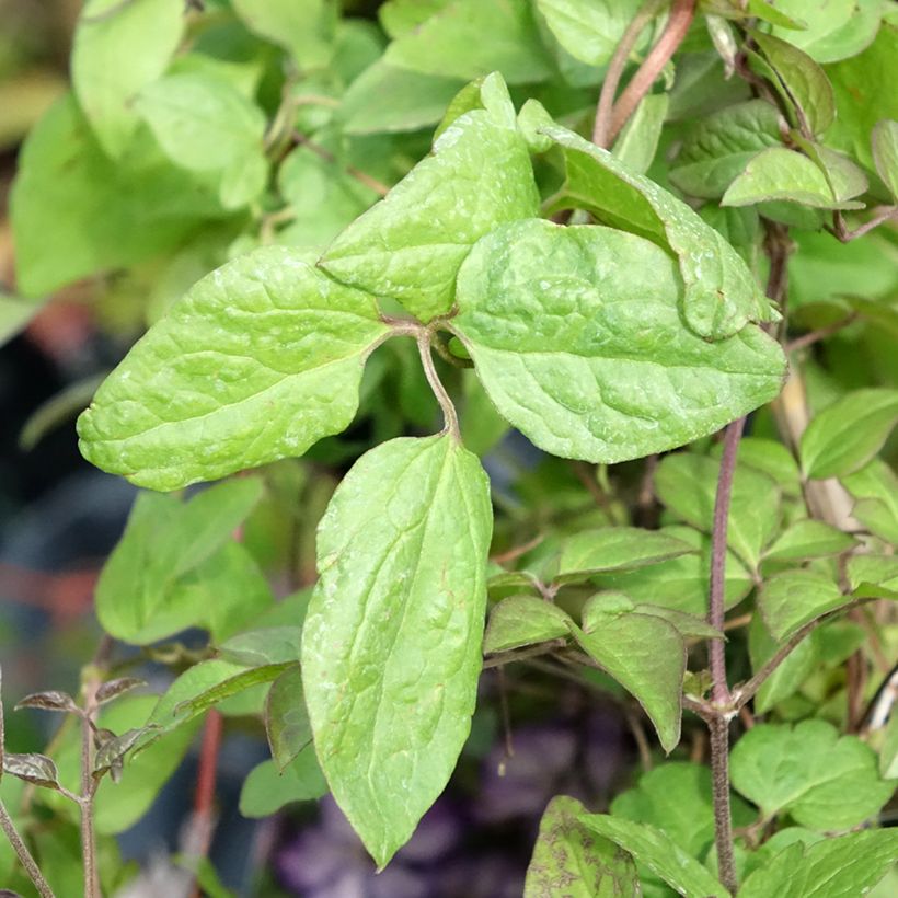 Clematis Super Nova (Foliage)