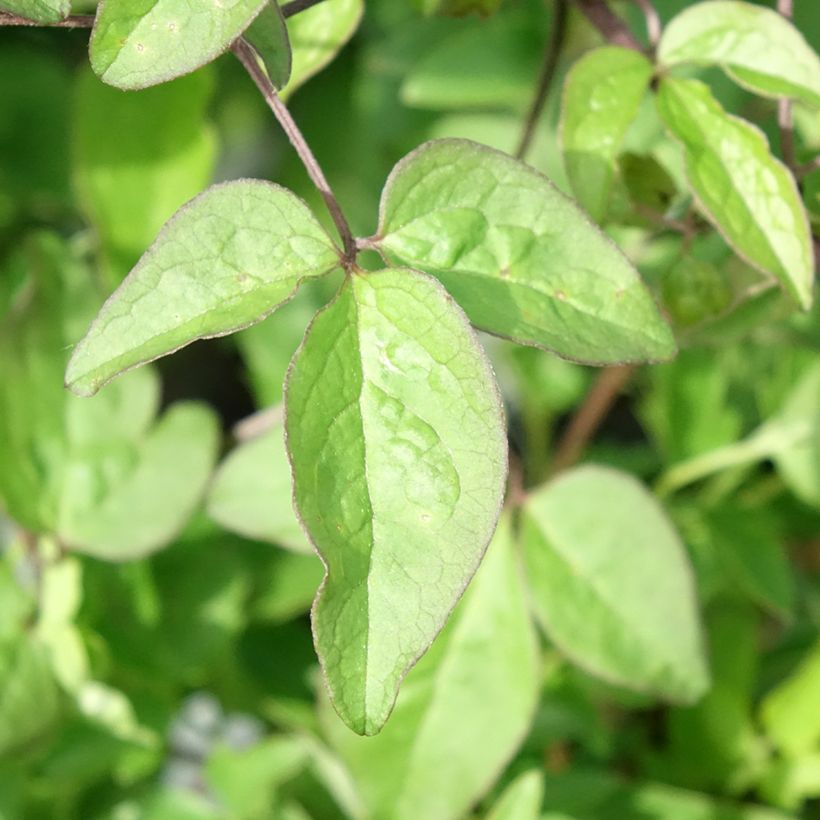 Clematis Super Night (Foliage)